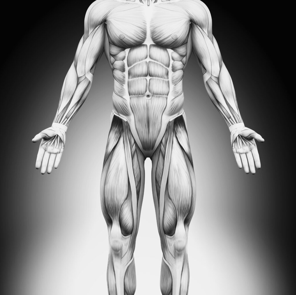 El papel de las fascias en el dolor de espalda y de pecho. Cómo tratarlo con fisioterapia integrativa. Centre Medicina biologica barcelona.