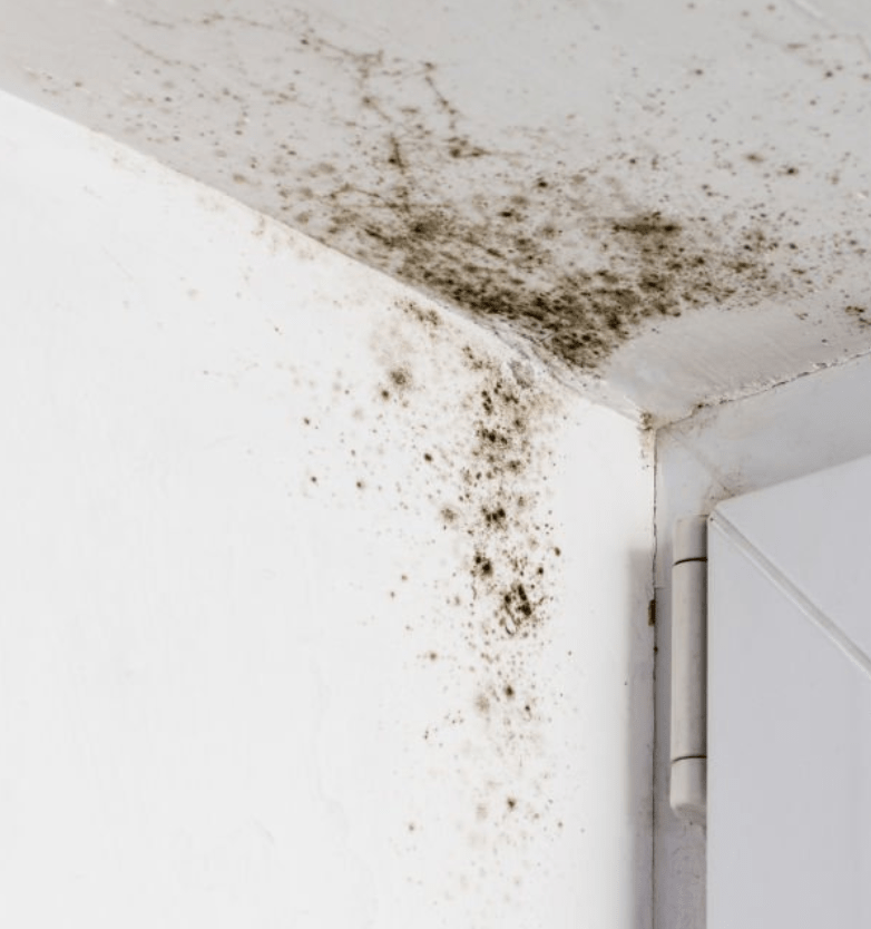 Medidas de control ambiental para el tratamiento de alergias al moho o hongos con medicina integrativa, Centre Medicina Biològica Barcelona